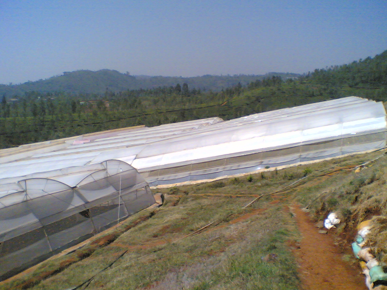 Greenhouse Project 4